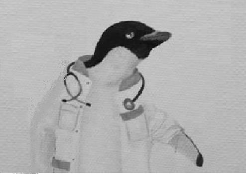 Muurschildering pinguin 
